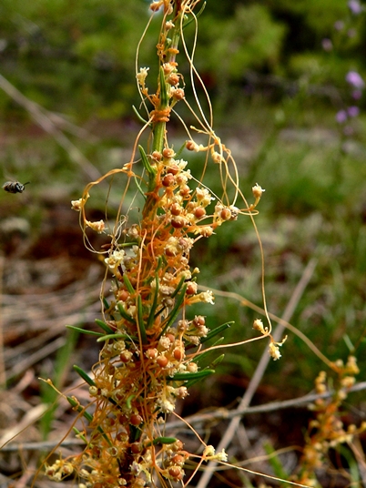 {Cuscuta harperi}